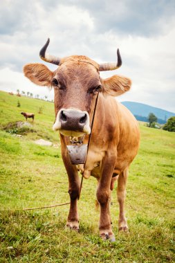Yayla mera üzerinde inek