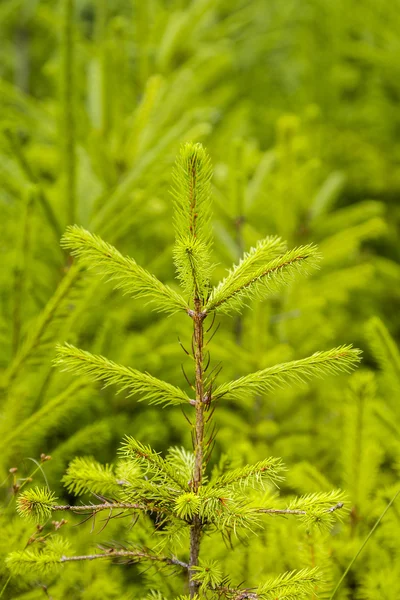 Spruce plantation — Stock Photo, Image
