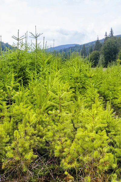 Spruce plantation — Stock Photo, Image