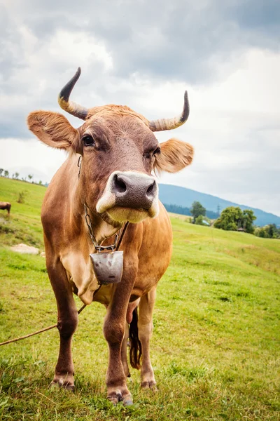 Vaca en pastos de tierras altas —  Fotos de Stock