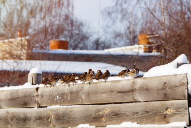 Serçeler ahşap bir çit üzerinde üst üste