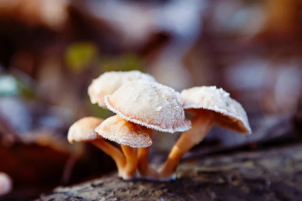 Wild mushroom covered with frost — Stock Photo, Image