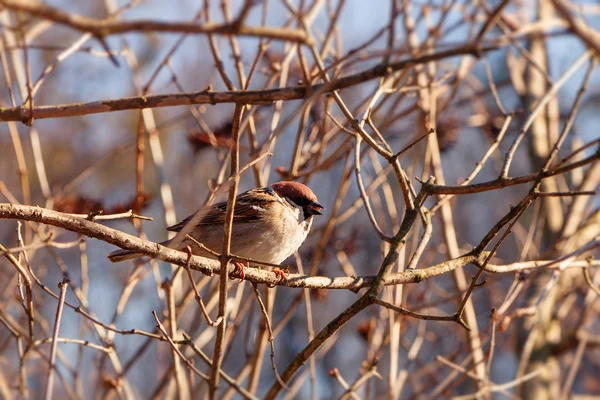 Sparrow on branch — Stock Photo, Image