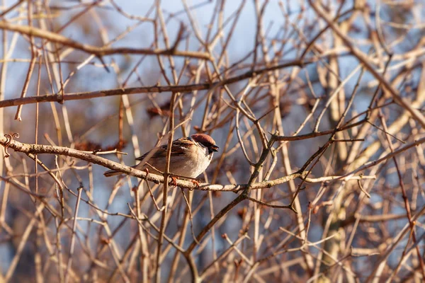 Sperling am Ast — Stockfoto