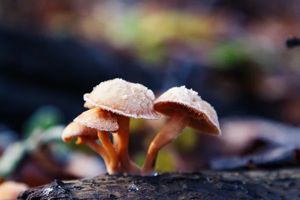 Дикий гриб, покрытый морозом — стоковое фото