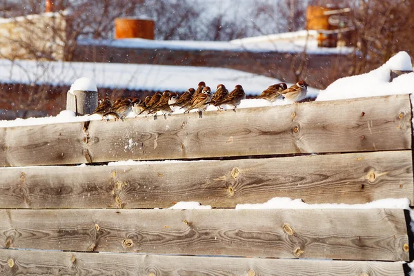 Sparrows in a row on a wooden fence — Stock Photo, Image