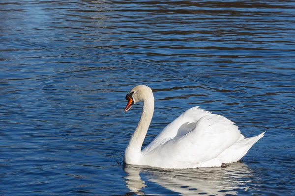 White swan on lake — Stock Photo, Image