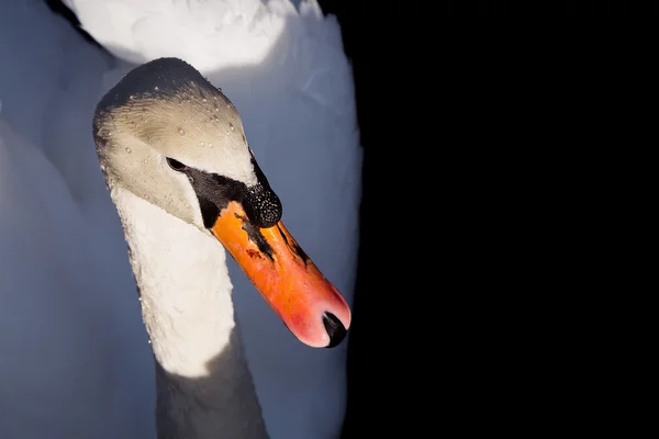 Primer plano del cisne blanco —  Fotos de Stock