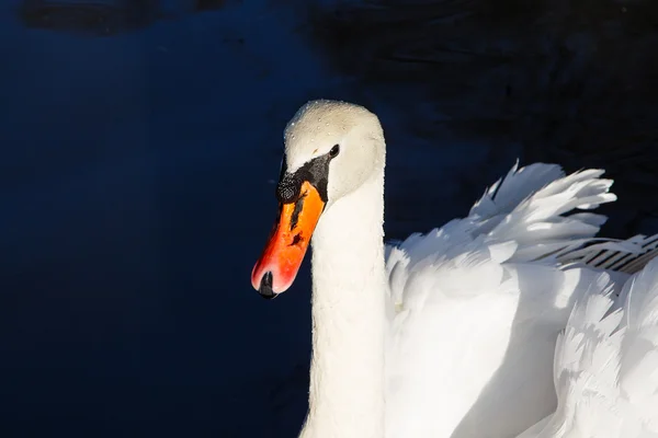 White swan closeup — Stock Photo, Image