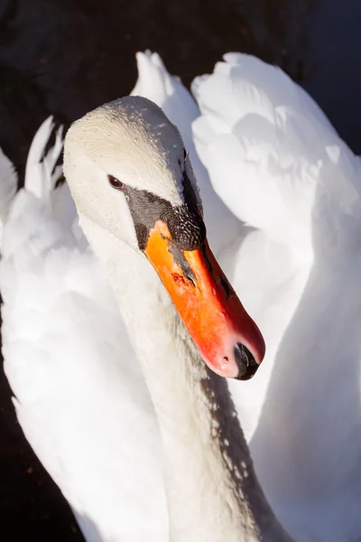 Close-up van de witte zwaan — Stockfoto