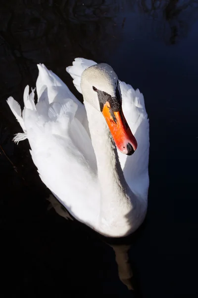 Close-up van de witte zwaan — Stockfoto