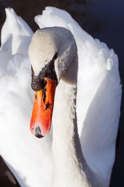 Nahaufnahme weißer Schwan — Stockfoto