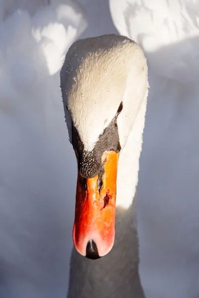 Primer plano del cisne blanco —  Fotos de Stock