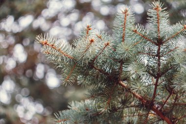 Kürk-ağaç dalı bokeh ile