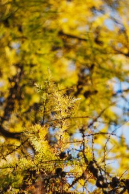 sonbahar doğal arka plan