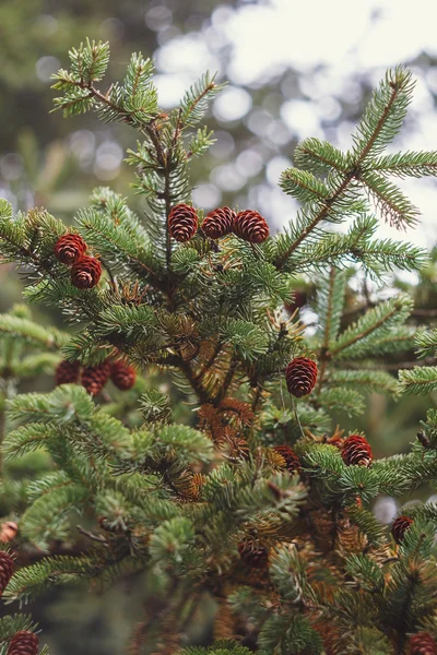 Fur-tree branch with bokeh — Stock Photo, Image