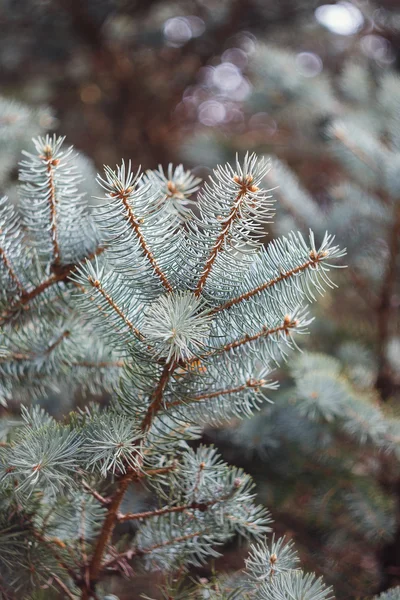 Vánoční větev s bokeh — Stock fotografie