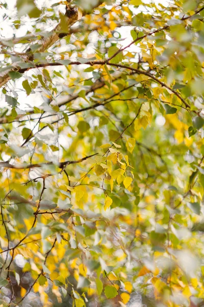 Berk herfst achtergrond — Stockfoto