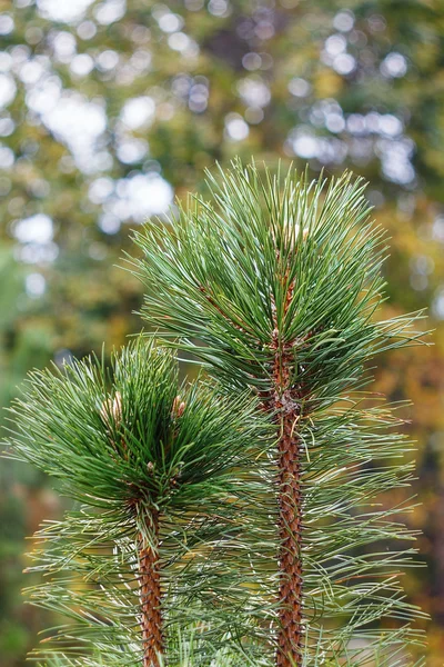 Bont-boomtak met bokeh — Stockfoto