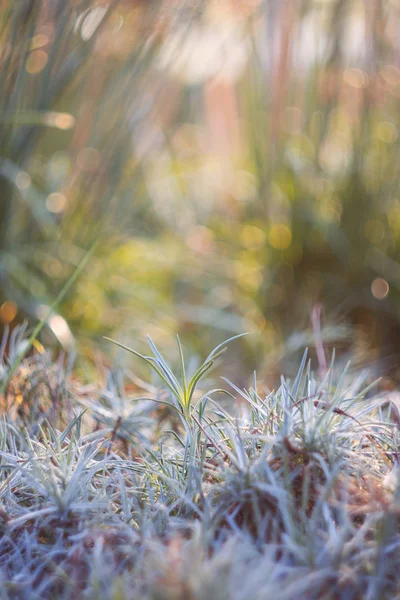 Tropisches blaugraues Gras — Stockfoto