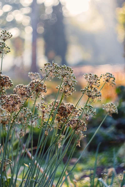 Квіти цибулі восени — стокове фото