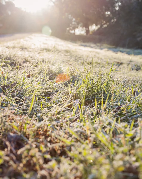 Arkadan aydınlatmalı hoarfrost çim. Güneş patlaması — Stok fotoğraf
