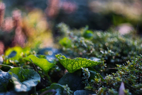 Grean blad på bokeh bakgrund — Stockfoto