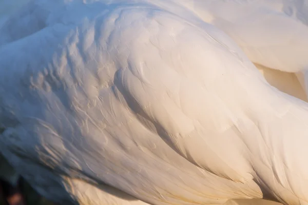 Closeup bílé peří křídla — Stock fotografie
