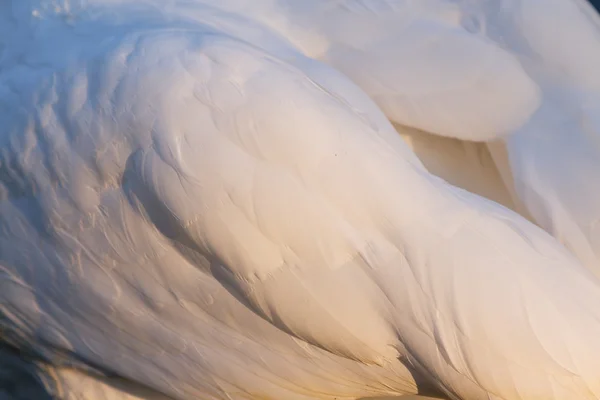Zbliżenie białe piórko skrzydła — Zdjęcie stockowe