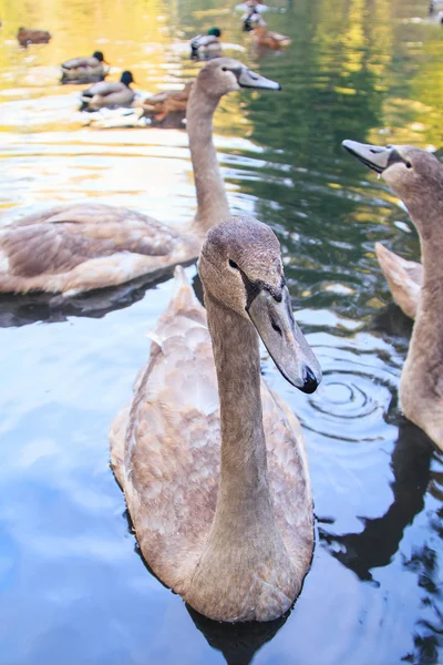 Mooie grijze baby swan — Stockfoto