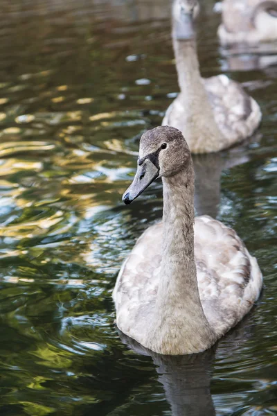 Beautiful gray baby swan — Stock Photo, Image