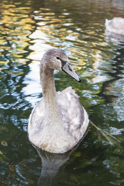 Beautiful gray baby swan — Stock Photo, Image