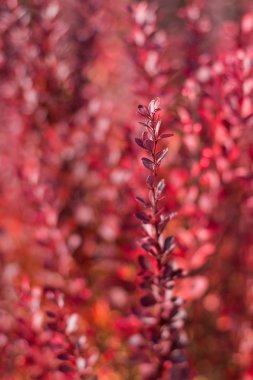 Kızamık dal kırmızı yaprakları ile