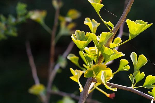 Drzewo Ginkgo biloba — Zdjęcie stockowe