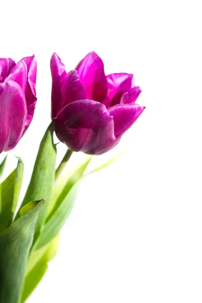Tulipán púrpura sobre blanco — Foto de Stock