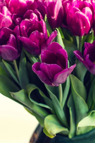 Ramo de tulipanes morados — Foto de Stock