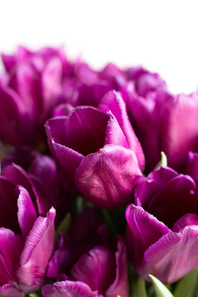 Ramo de tulipanes morados — Foto de Stock