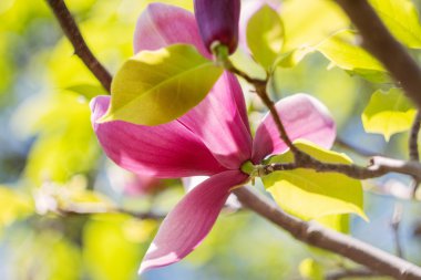 pembe Manolya çiçek bahar zaman çiçek açması.