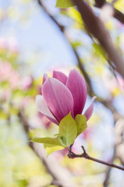 pembe Manolya çiçeği