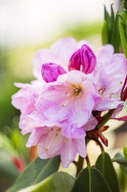 Pembe Rhododendron çiçekleri