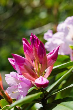 pembe tropikal çiçekler