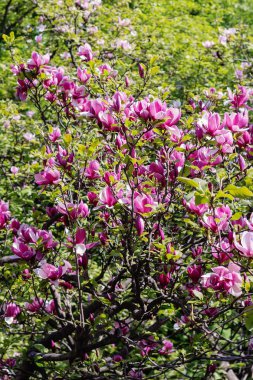 pembe Manolya ağacı