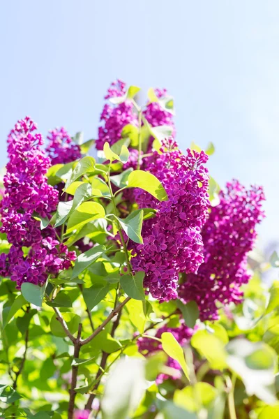 Mooie paarse lila bloemen buiten — Stockfoto