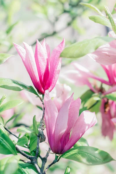 Цвітіння рожевих квітів магнолії навесні — стокове фото