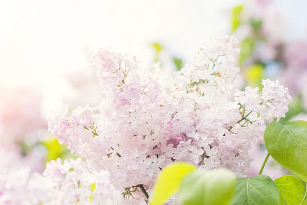 Blütezeit der rosafarbenen Fliederblüten im Frühling — Stockfoto