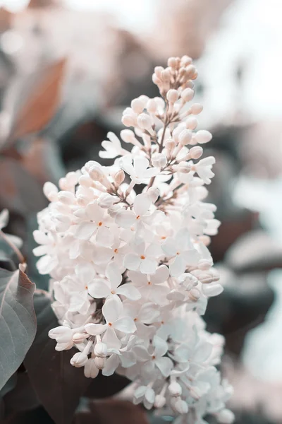 Florecimiento de flores lila blanca al aire libre —  Fotos de Stock