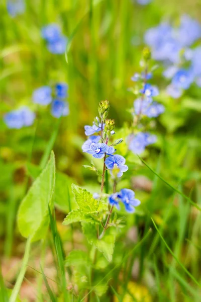 Pequenas flores silvestres azuis na primavera — Fotografia de Stock