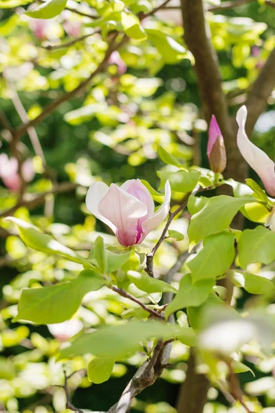 Blossoming of pink magnolia flowers in spring time — Stock Photo, Image