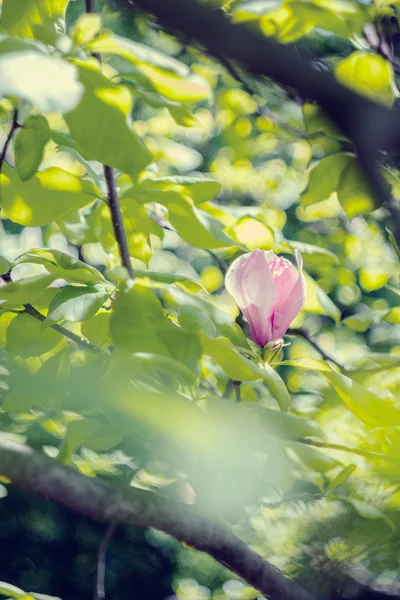 盛开的粉红色玉兰花开，春天的时候 — 图库照片