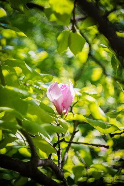 Blossoming of pink magnolia flowers in spring time — Stock Photo, Image